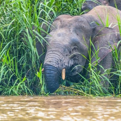 Croisière sur la rivière Kinabatangan