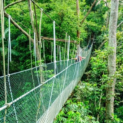 Pont suspendu de Taman Negara