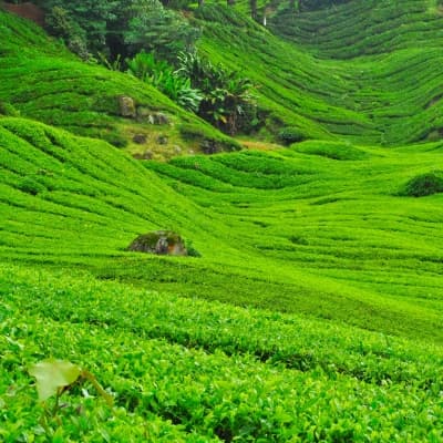 Visite d'une plantation de thé à Cameron Highlands