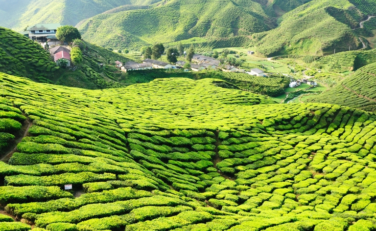 Sur la route des plantations de thé
